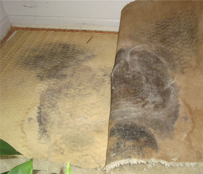 Mold growing under carpet flooring.